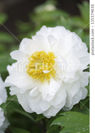 A close-up photo of a white peony flower with water droplets on the petals. 135374638