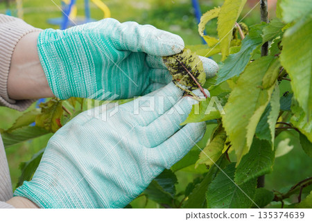 Close-up of green-gloved hands examining a leaf with lots of aphids. 135374639