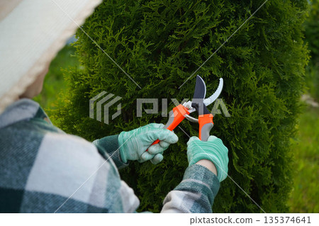 In a close-up, the contrast is clear: the vibrant green plaid of the shirt against the dead yellow branches being severed from the thuja with a sharp pruner. 135374641