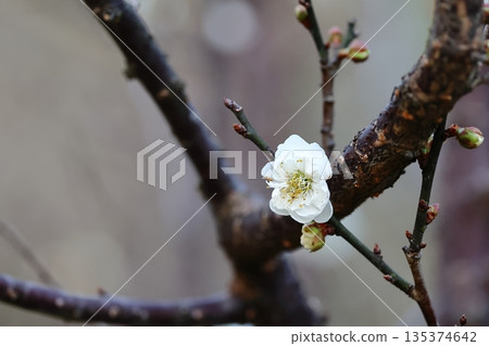 冬季盛開的梅花特寫 135374642