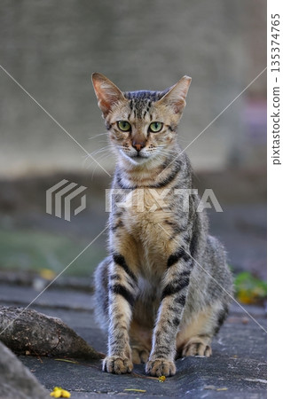 Tabby stray cats resting in the park 135374765