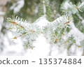 Snow Covered Pine Needles in Winter Forest 135374884