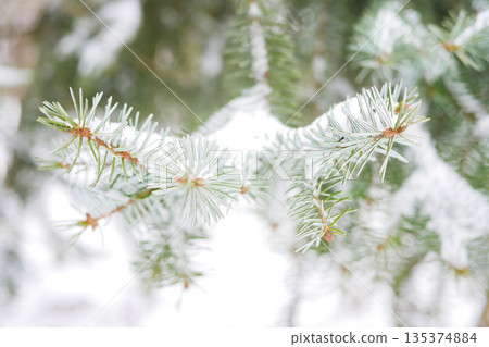 Snow Covered Pine Needles in Winter Forest 135374884