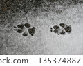 Dog Animal Paw Prints in Snow on Asphalt, Winter Tracks Background 135374887