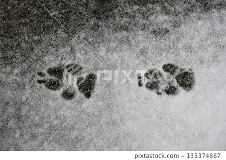 Dog Animal Paw Prints in Snow on Asphalt, Winter Tracks Background Dog Animal Paw Prints in Snow on Asphalt, Winter Tracks Background 135374887