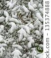 Snow-Covered Green Leaves in Winter Close-Up 135374888