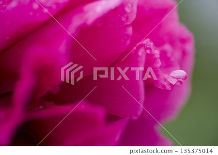 一朵粉紅牡丹花的特寫，花瓣上掛著水珠。 135375014