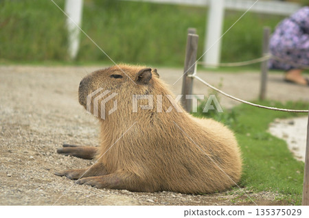 Relaxed Capybara Relaxed Capybara 135375029