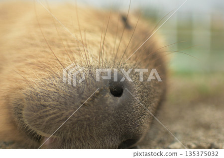 Relaxed Capybara Relaxed Capybara 135375032