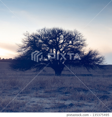 Pampas countryside landscape, La Pampa province, Patagonia, Argentina. Pampas countryside landscape, La Pampa province, Patagonia, Argentina. 135375495