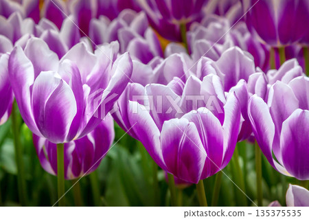 blooming bright purple tulips on a field blooming bright purple tulips on a field 135375535