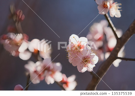 white plum blossom white plum blossom 135375539