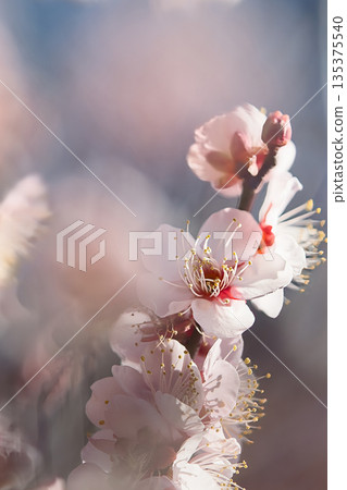 Plum blossoms telling the arrival of spring Plum blossoms telling the arrival of spring 135375540