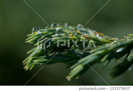Evergreen Juniper Branch with Sparkling Dew Drops Evergreen Juniper Branch with Sparkling Dew Drops 135375637