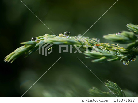 Macro Detail of Dew on Common Juniper Needles Macro Detail of Dew on Common Juniper Needles 135375638