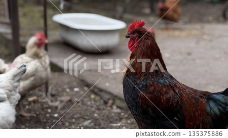 Vibrant Rooster Among Chickens in Rustic Farmyard Setting Vibrant Rooster Among Chickens in Rustic Farmyard Setting 135375886