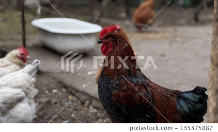 Vibrant Rooster in a Rustic Farmyard Setting 135375887