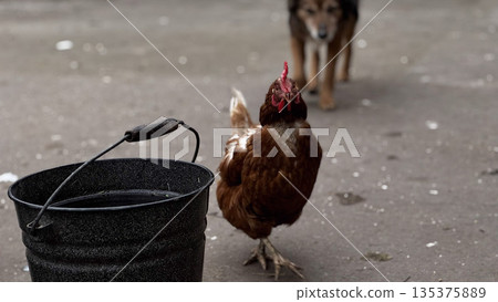 Rustic Farm Scene with Chicken and Dog Near Water Bucket 135375889