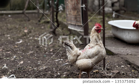 Free-Range Chicken Roaming in Rustic Farmyard Setting 135375892