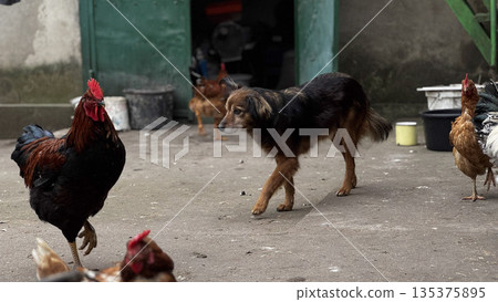 Playful Dog Interacting with Chickens in Farmyard Setting Playful Dog Interacting with Chickens in Farmyard Setting 135375895