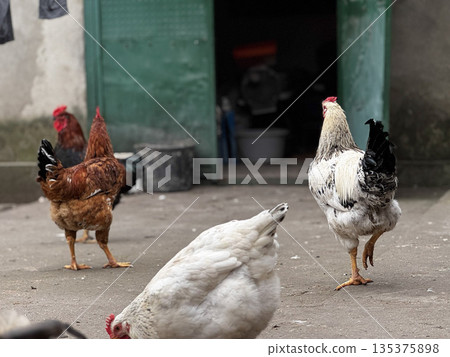 Vibrant Chickens Roaming in a Rustic Farmyard Setting Vibrant Chickens Roaming in a Rustic Farmyard Setting 135375898