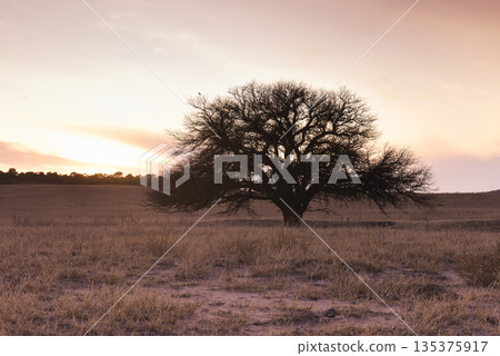 Flowered field in the Pampas Plain, La Pampa Province, Patagonia, Argentina. Flowered field in the Pampas Plain, La Pampa Province, Patagonia, Argentina. 135375917