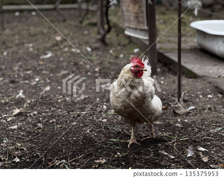 Curious Chicken Roaming in a Farmyard Setting Curious Chicken Roaming in a Farmyard Setting 135375953