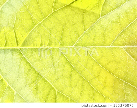 luminous yellow green leaf macro closeup revealing intricate vein network and fresh dew kissed texture ideal for nature wallpaper or botanical background 135376075