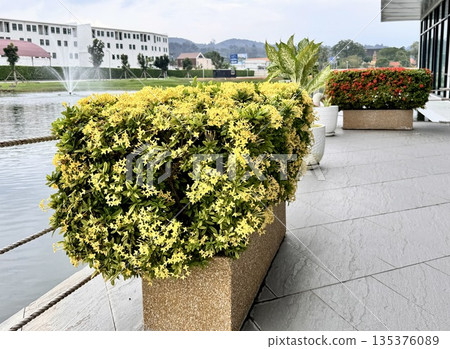a flowerbed with beautiful flowers stands on the street in Asia 135376089