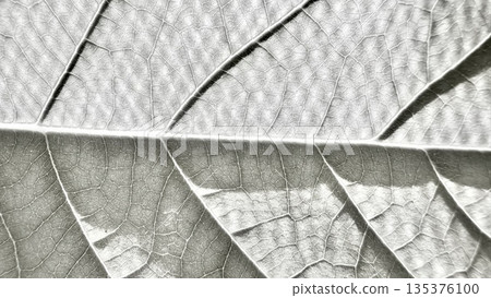 detailed leaf veins macro texture in grayscale unveiling intricate botanical patterns for serene wallpaper or scientific illustration 135376100