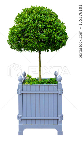 Topiary bay laurel tree in wooden planter box 135376181