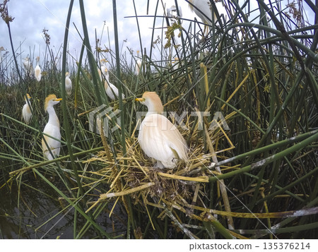 Cattle Egret, Bubulcus ibis, nesting, La Pampa Province, Patagonia, Argentina 135376214