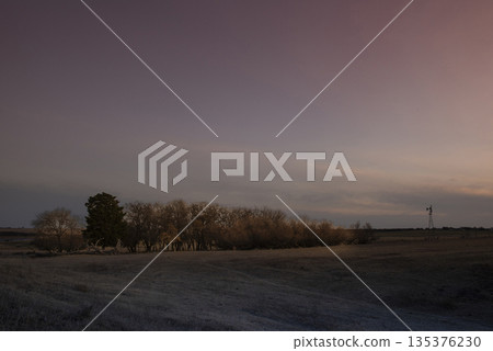 Flowered field in the Pampas Plain, La Pampa Province, Patagonia, Argentina. 135376230