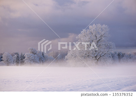 Solitary Frosted Tree In Winter Field In Latvia Solitary Frosted Tree In Winter Field In Latvia 135376352