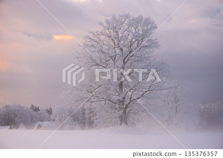 Majestic Winter Oak Emerging From Soft Snow Mist Majestic Winter Oak Emerging From Soft Snow Mist 135376357