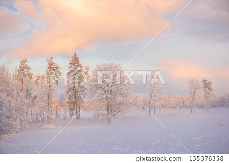 Soft Winter Light Over Snowy Latvian Countryside Fields Soft Winter Light Over Snowy Latvian Countryside Fields 135376358