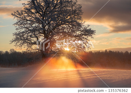 Golden Winter Sunrise Through Ancient Latvian Oak Tree 135376362