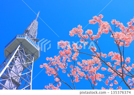 Scenery of Kawazu cherry blossoms and Nagoya TV Tower, Nagoya City, Aichi Prefecture Scenery of Kawazu cherry blossoms and Nagoya TV Tower, Nagoya City, Aichi Prefecture 135376374