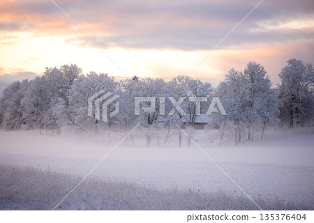 Misty Winter Field with Frosted Trees at Sunset Misty Winter Field with Frosted Trees at Sunset 135376404