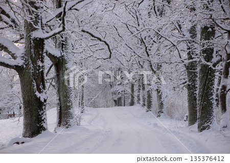 Snow Covered Forest Road at Winter Sunrise Latvia 135376412