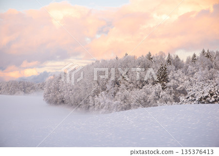 Frosty Winter Field and Forest Edge in Latvia 135376413