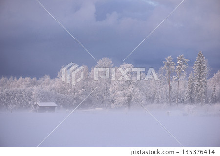 Misty Winter Forest Landscape at Dawn Latvia Misty Winter Forest Landscape at Dawn Latvia 135376414