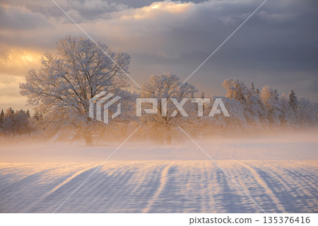 Golden Winter Trees In Soft Morning Fog Golden Winter Trees In Soft Morning Fog 135376416