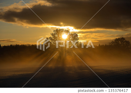 Dramatic Golden Sunset Behind Lone Winter Tree Dramatic Golden Sunset Behind Lone Winter Tree 135376417