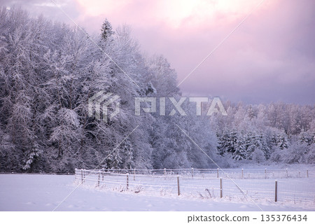 Snowy Forest Edge in Latvia Under Soft Winter Sky 135376434