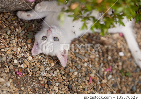 May: A white kitten grows up quickly May: A white kitten grows up quickly 135376529