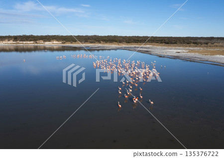 Flamingos flock in a salty lagoon, La Pampa Province,Patagonia, Argentina. Flamingos flock in a salty lagoon, La Pampa Province,Patagonia, Argentina. 135376722