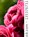一朵紅玫瑰 135376731