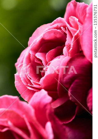 一朵紅玫瑰 135376731