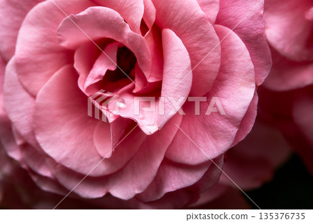 紅玫瑰花 135376735